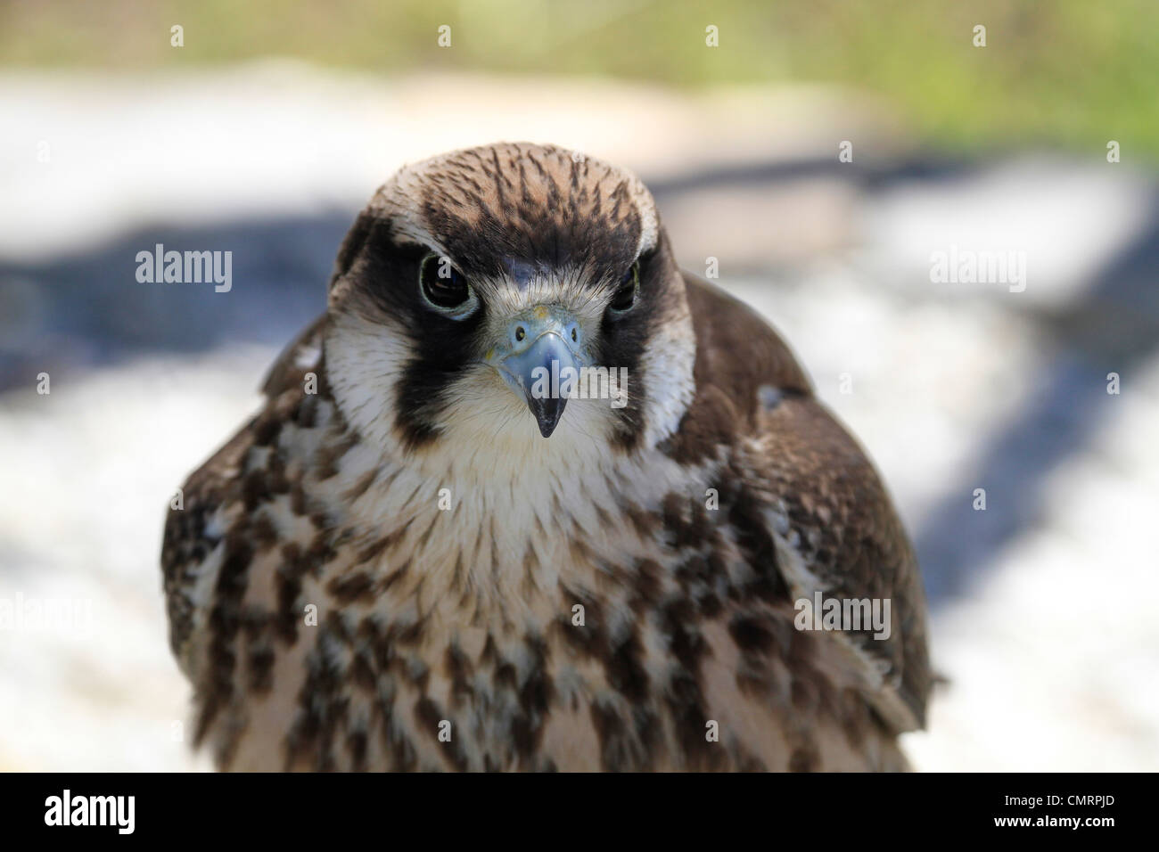 Lanner falcon , ( Falco biarmicus) au centre de rencontre de l'aigle , Spier Wine Estate stellenbosch. Banque D'Images