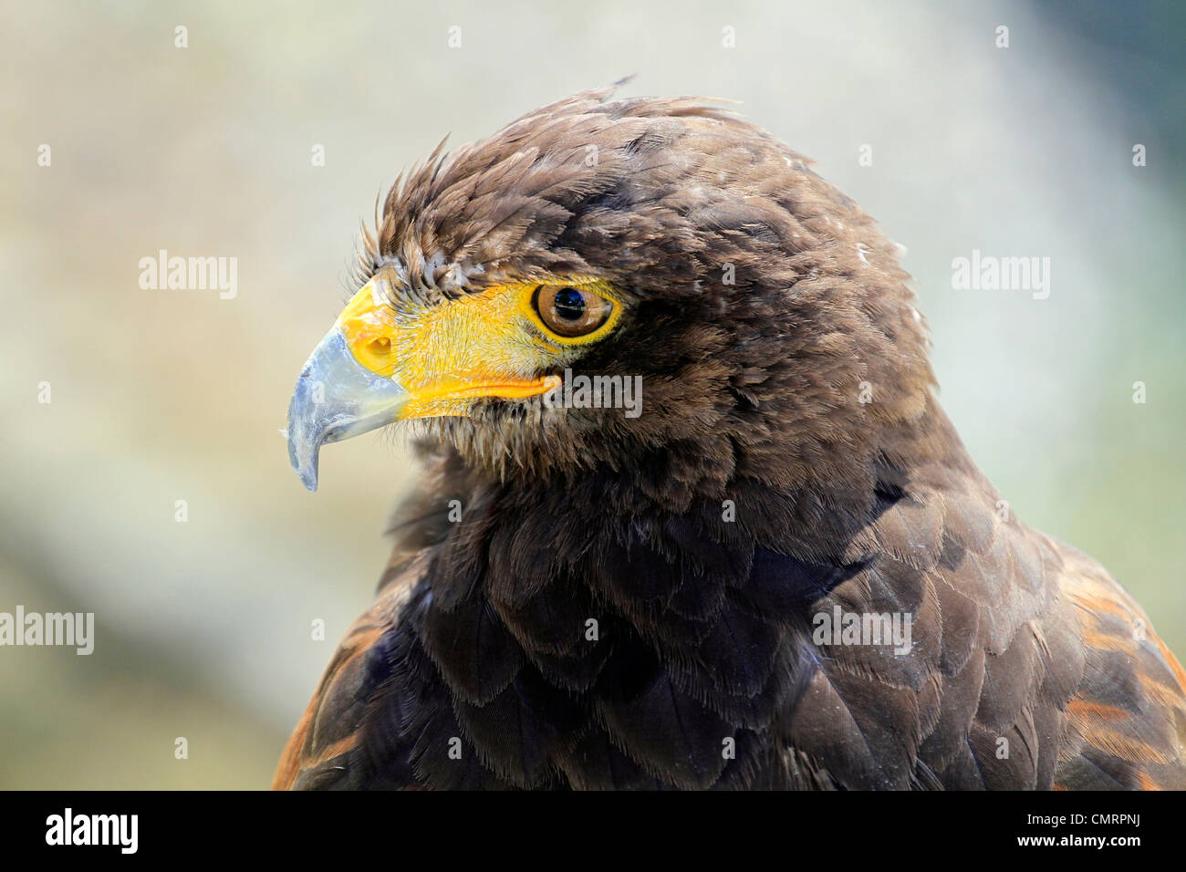 Harris's hawk ou harris parabuteo unicinctus (Hawk) à la rencontre d'eagle bird-of-prey rehabilitation centre à spier estate, Stellenbosch. Banque D'Images