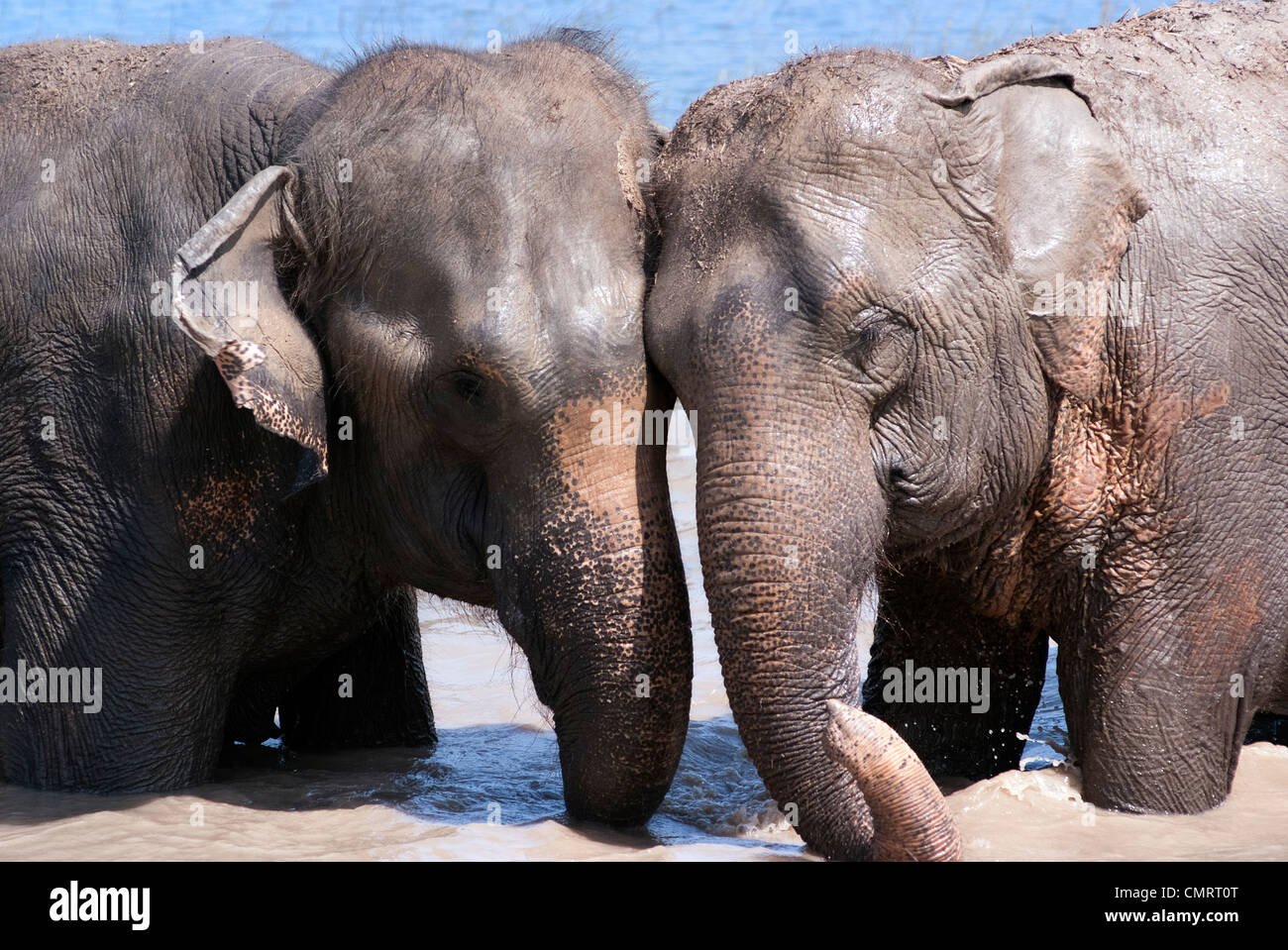 Deux éléphants jouer ensemble Banque D'Images