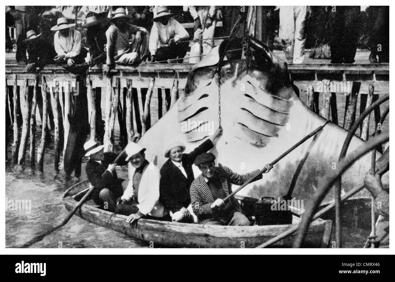 1919 devil fish Bahama fisherman Mobula mobular Banque D'Images