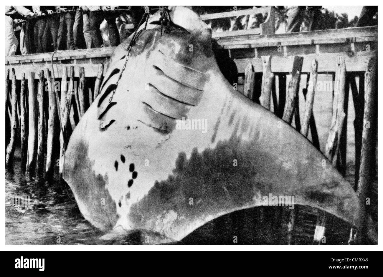 1919 devil fish Bahama fisherman mante Mobula mobular Banque D'Images