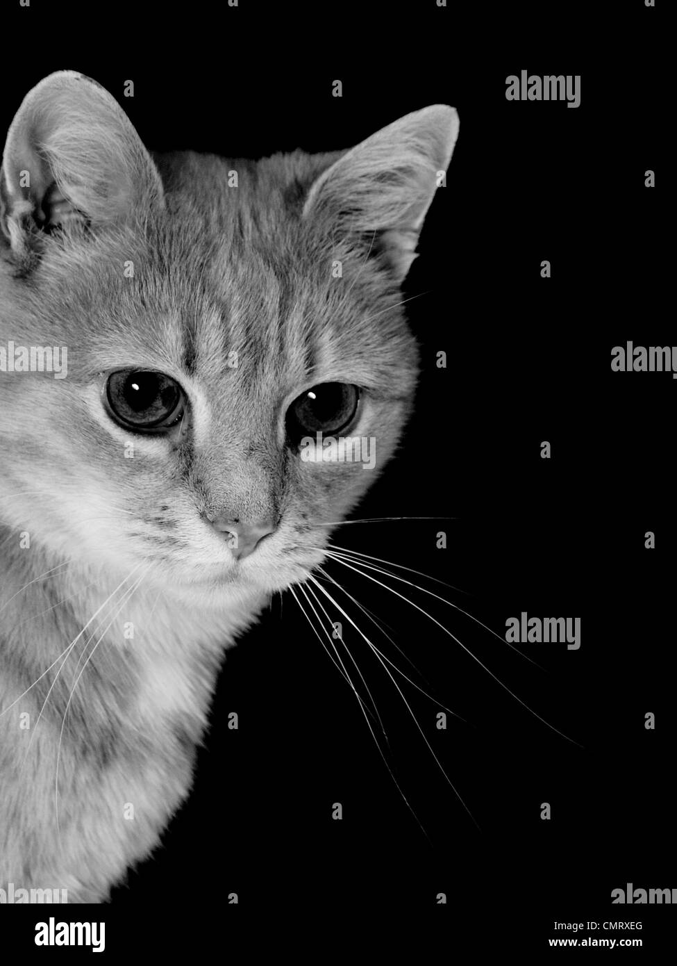 Adorable chat Banque D'Images