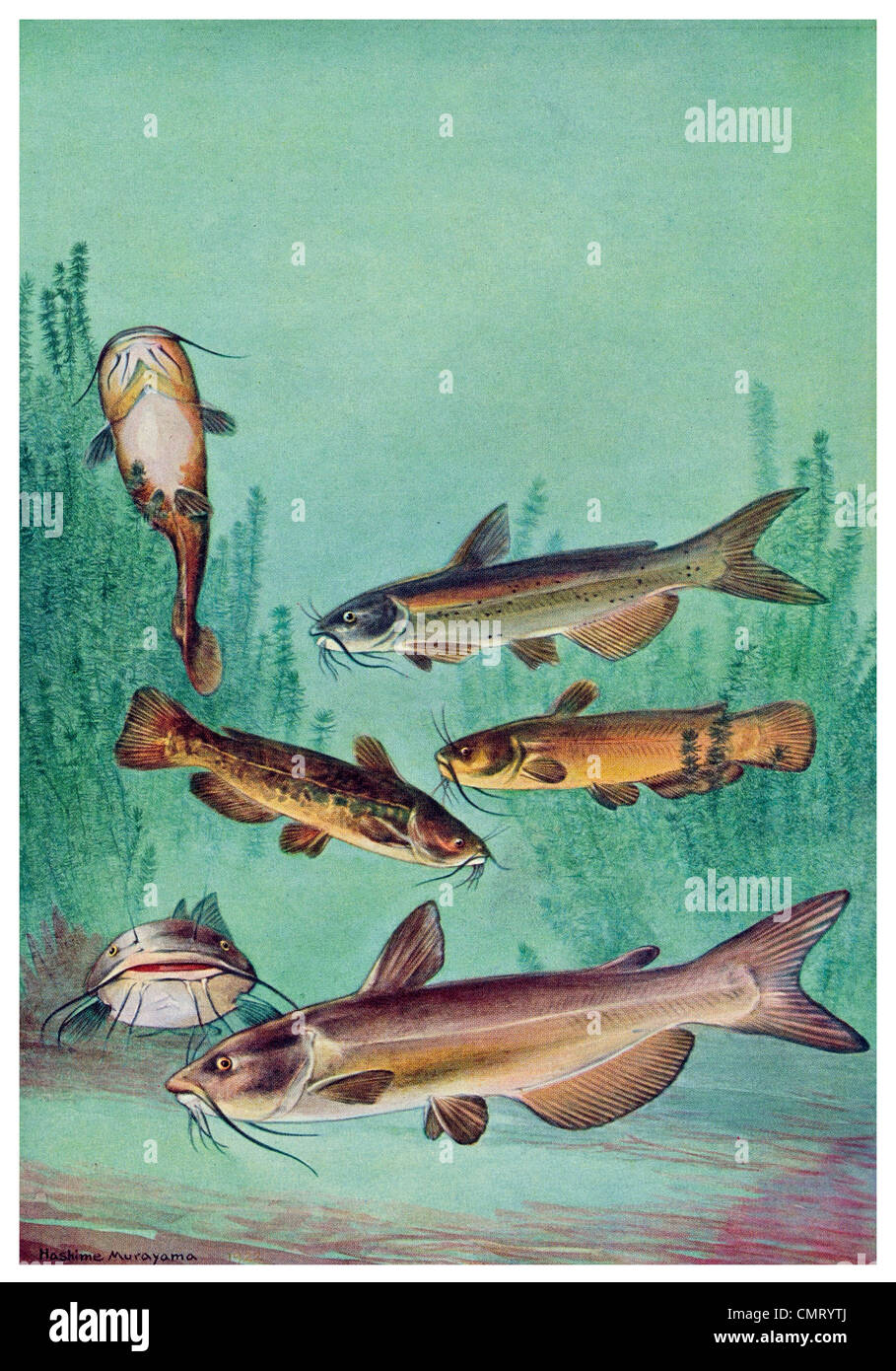 1923 repéré barbue Ictalurus punctatus barbotte Commune Ameiurus nebulosus Banque D'Images