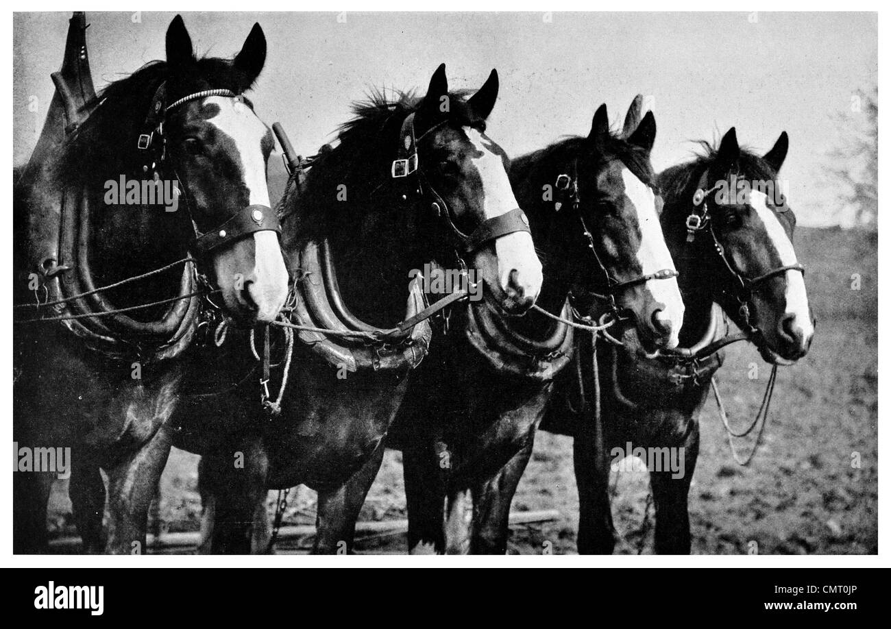 1923 Clydesdales cheval lourd cheval de trait Banque D'Images