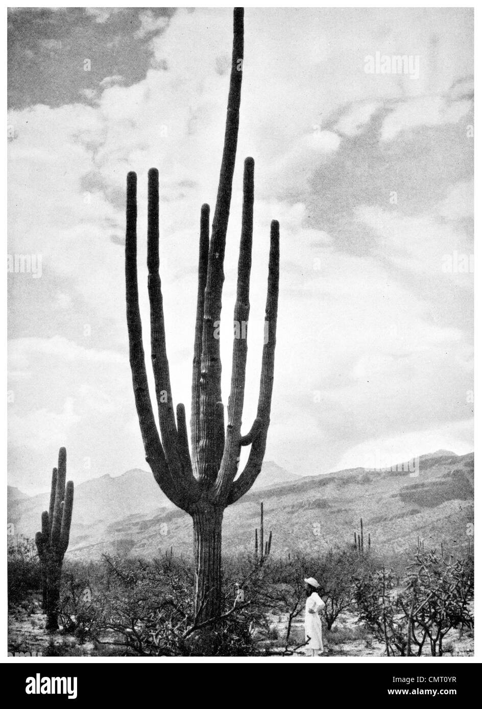 1924 Cette plante est une aubaine pour les Indiens cactus Banque D'Images