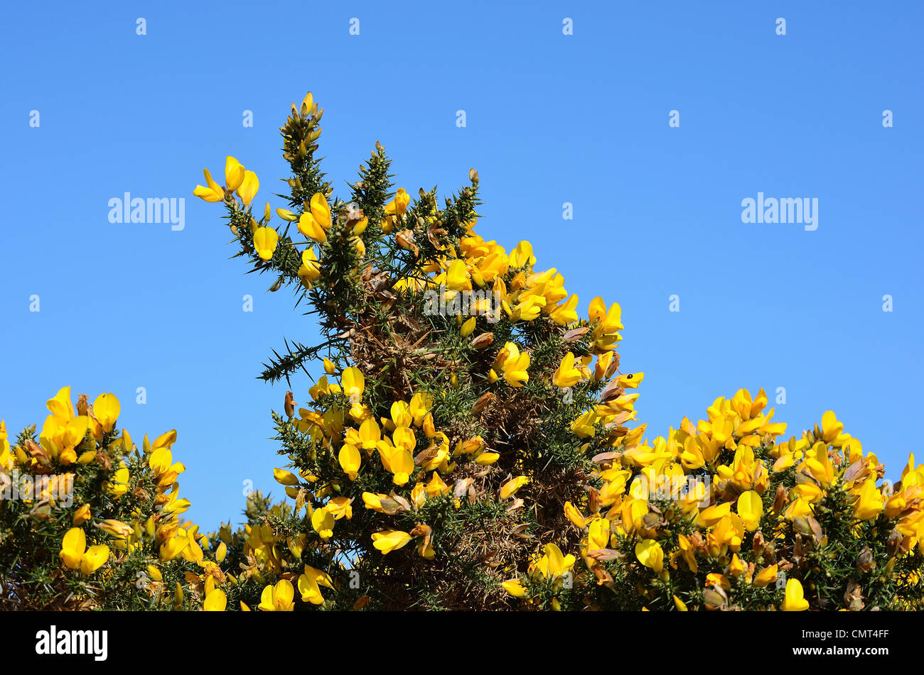 L'ajonc commun arbuste against a blue sky Banque D'Images