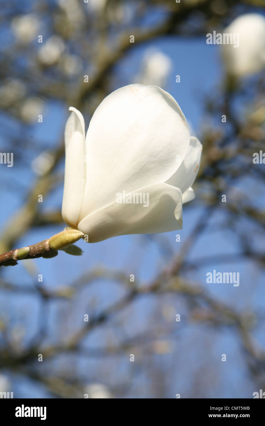 Magnolia fleurs sur un arbre Banque D'Images