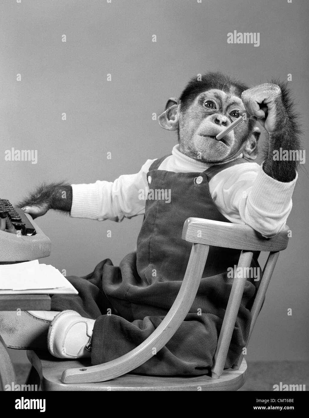 1950 CHIMPANZÉ EN SALOPETTE SITTING IN CHAIR AT TYPEWRITER MISE EN BOUCHE GOMME Banque D'Images