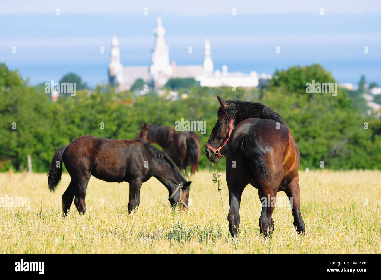 Choix de l'artiste : Chevaux (Percheron) avec une église en arrière-plan, Région du Bas-Saint-Laurent, Trois-Pistoles, Québec Banque D'Images