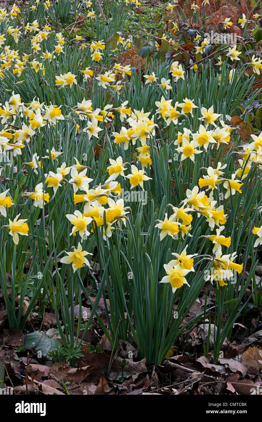 Jonquille Narcissus pseudonarcissus sauvage ssp pseudonarcissus Dymock ; Rhône-Alpes ; Banque D'Images