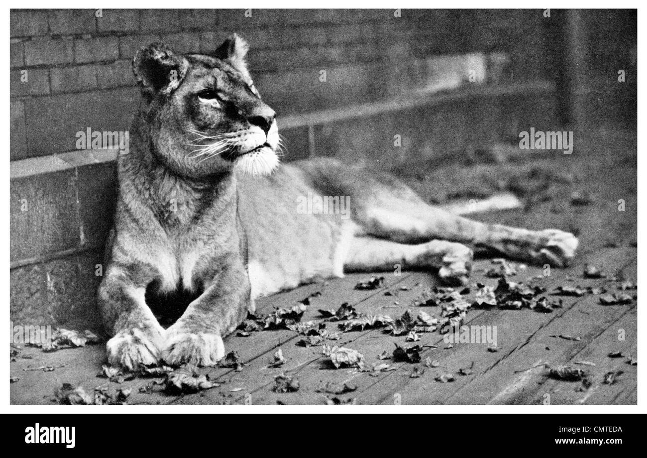 1925 Le roi de battements lion Panthera leo zoo captive Banque D'Images
