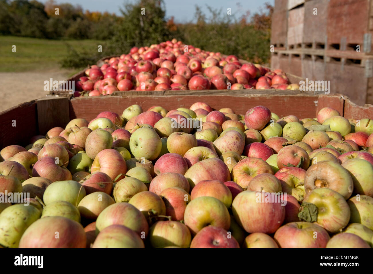 A la récolte d'automne pommes, comté de Grey, en Ontario Banque D'Images