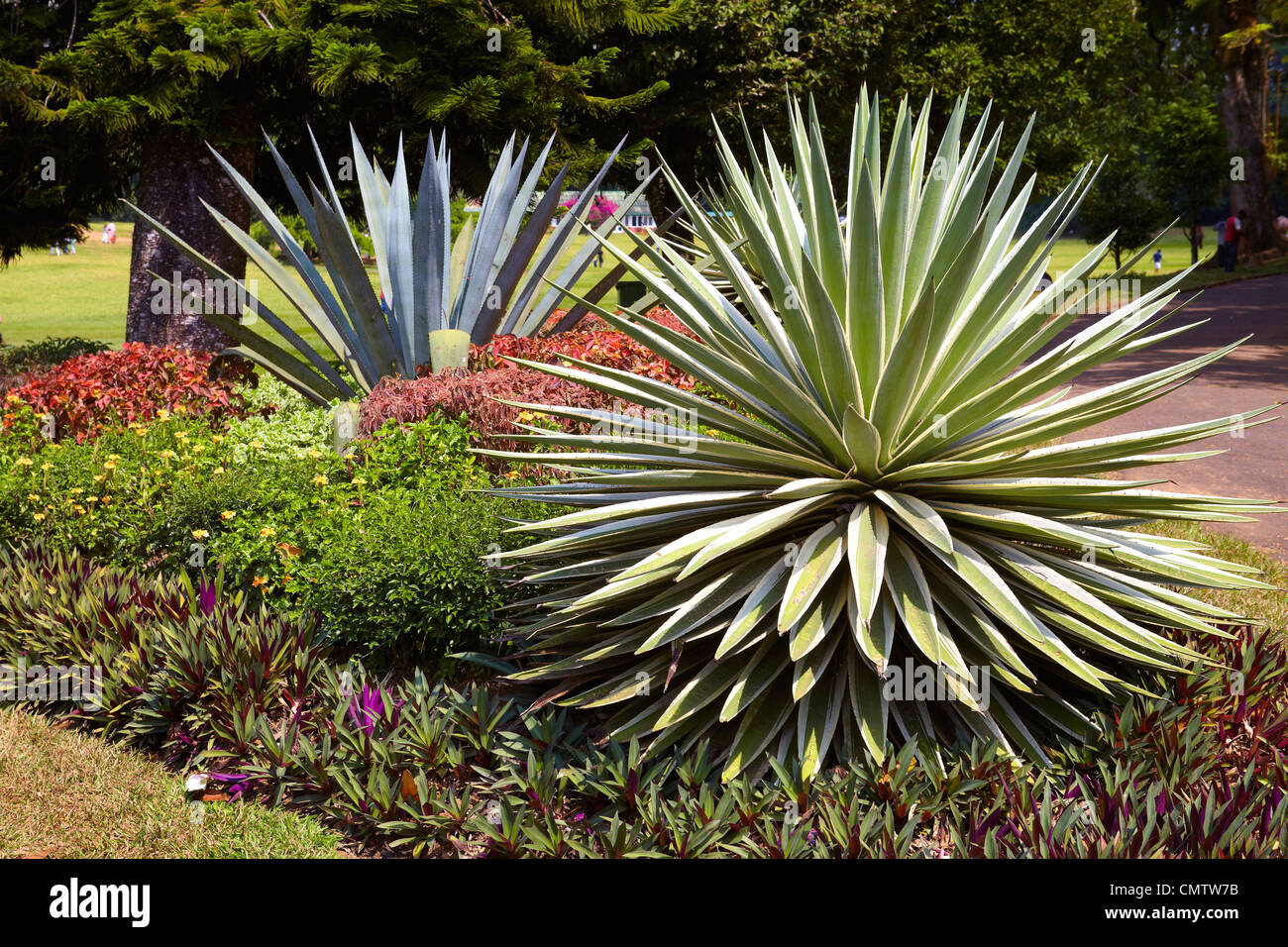 Sri Lanka - Kandy, Le Jardin botanique de Peradeniya Banque D'Images