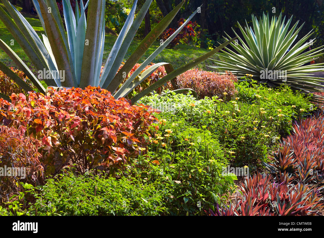 Sri Lanka - Kandy, Le Jardin botanique de Peradeniya Banque D'Images