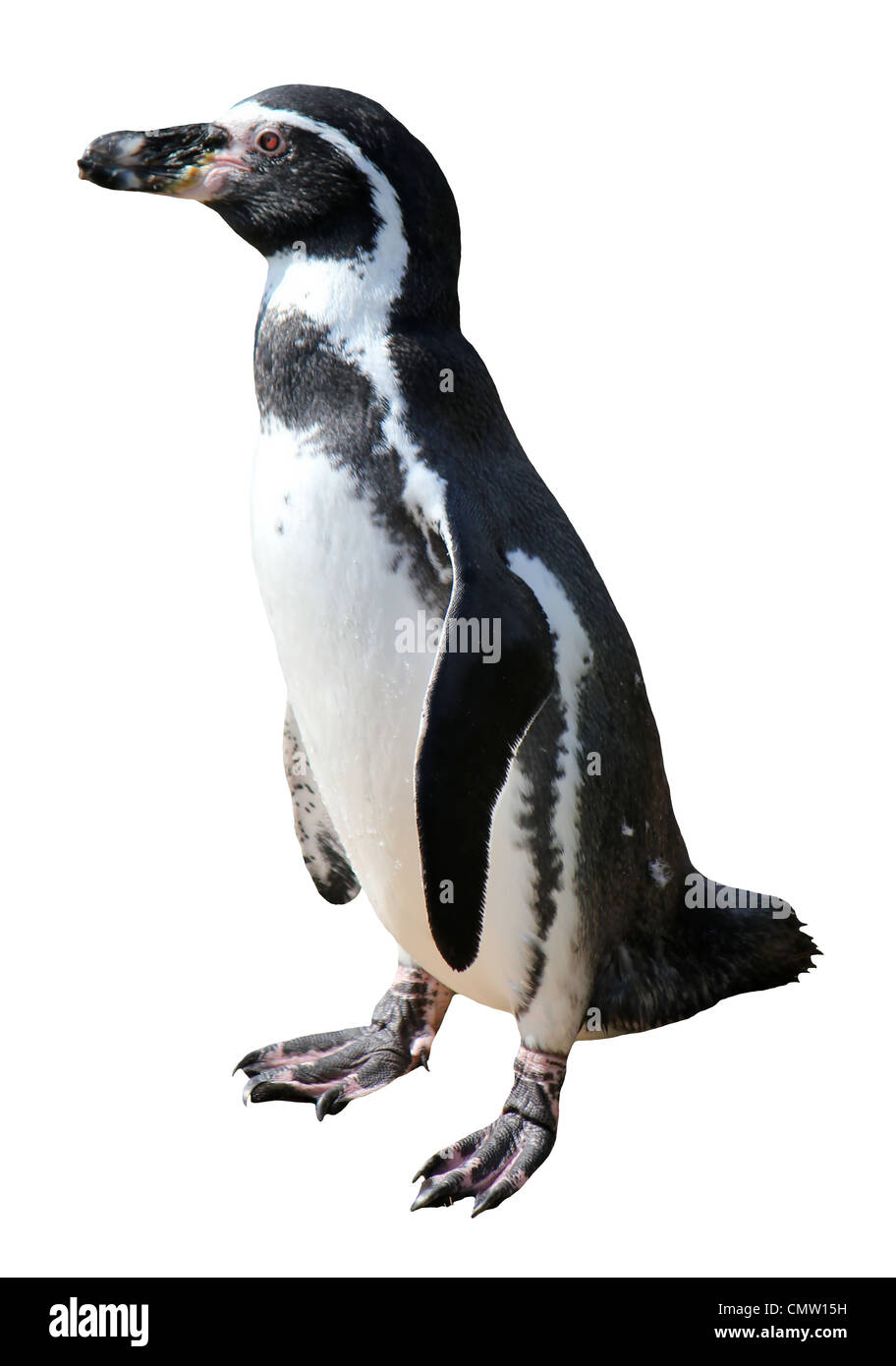 Le noir et blanc Spheniscus humboldti penguin debout sur ses pieds et isolées Banque D'Images