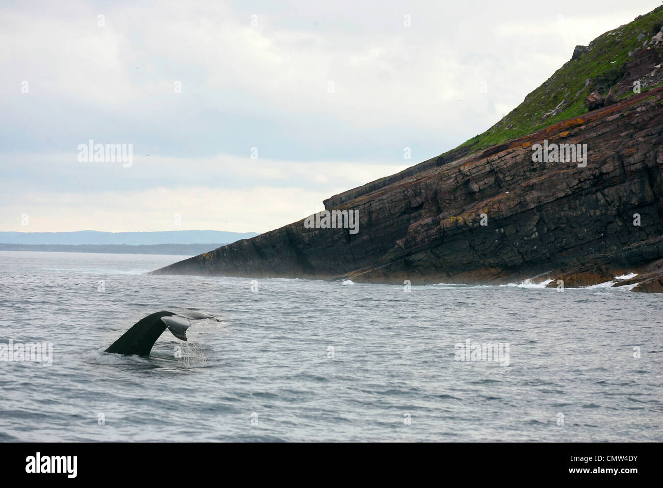 Queue d'une baleine dans la baie de Fortune, au large de la côte de la Fortune (Terre-Neuve) Banque D'Images