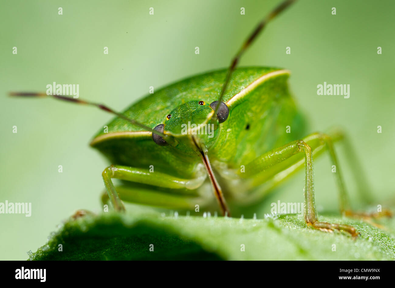 Nezara viridula, southern green stink bug ou bogue légume vert, un parasite commun de fèves de soja et les légumineuses. Banque D'Images Nezara viridula, southern green stink bug ou bogue légume vert, un parasite commun de fèves de soja et les légumineuses. Banque D'Images