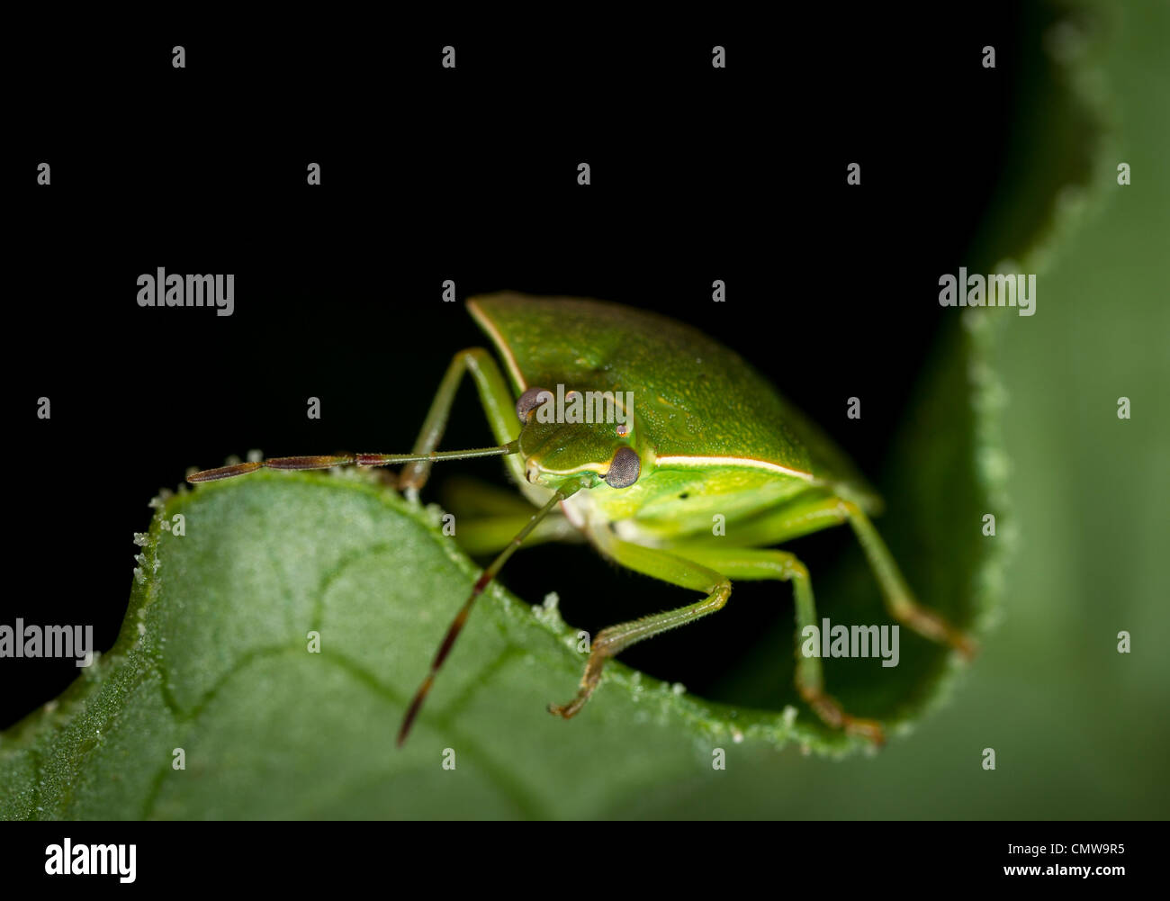 Nezara viridula, southern green stink bug ou bogue légume vert, un parasite commun de fèves de soja et les légumineuses. Banque D'Images