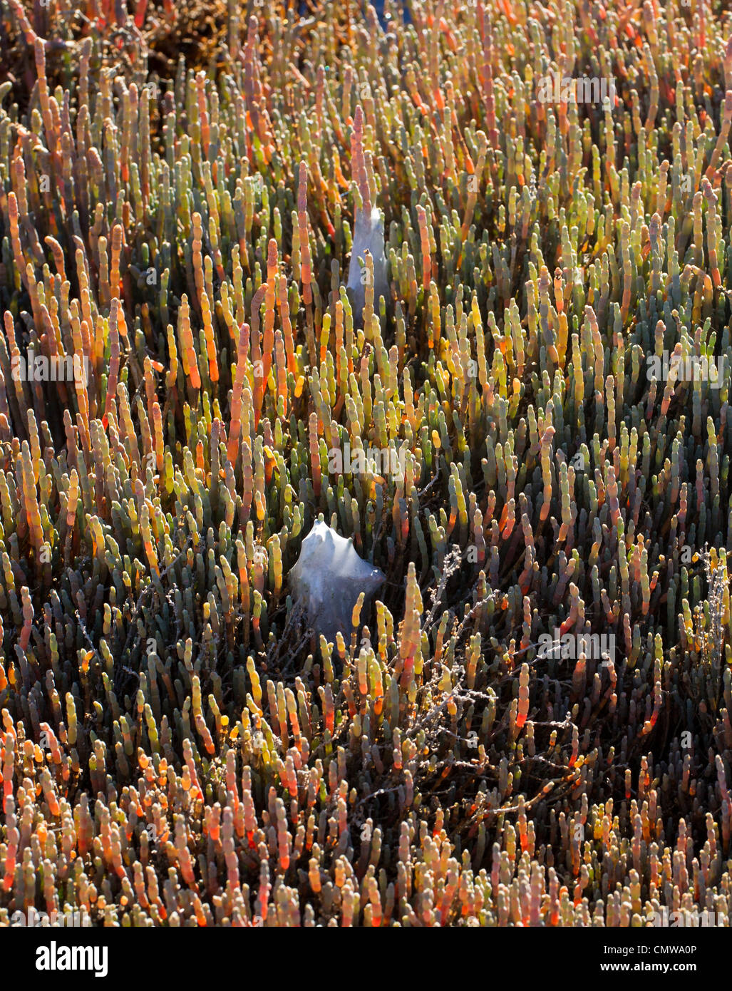 Salicornia australis (synonyme sarcocornia quinqueflora, griffes de poulet) croissant dans un marais ; aussi nurseryweb les nids d'araignées. Banque D'Images