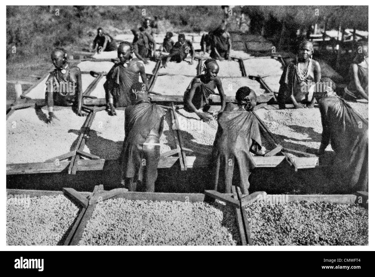 1925 plantation de café Kenya colony Banque D'Images