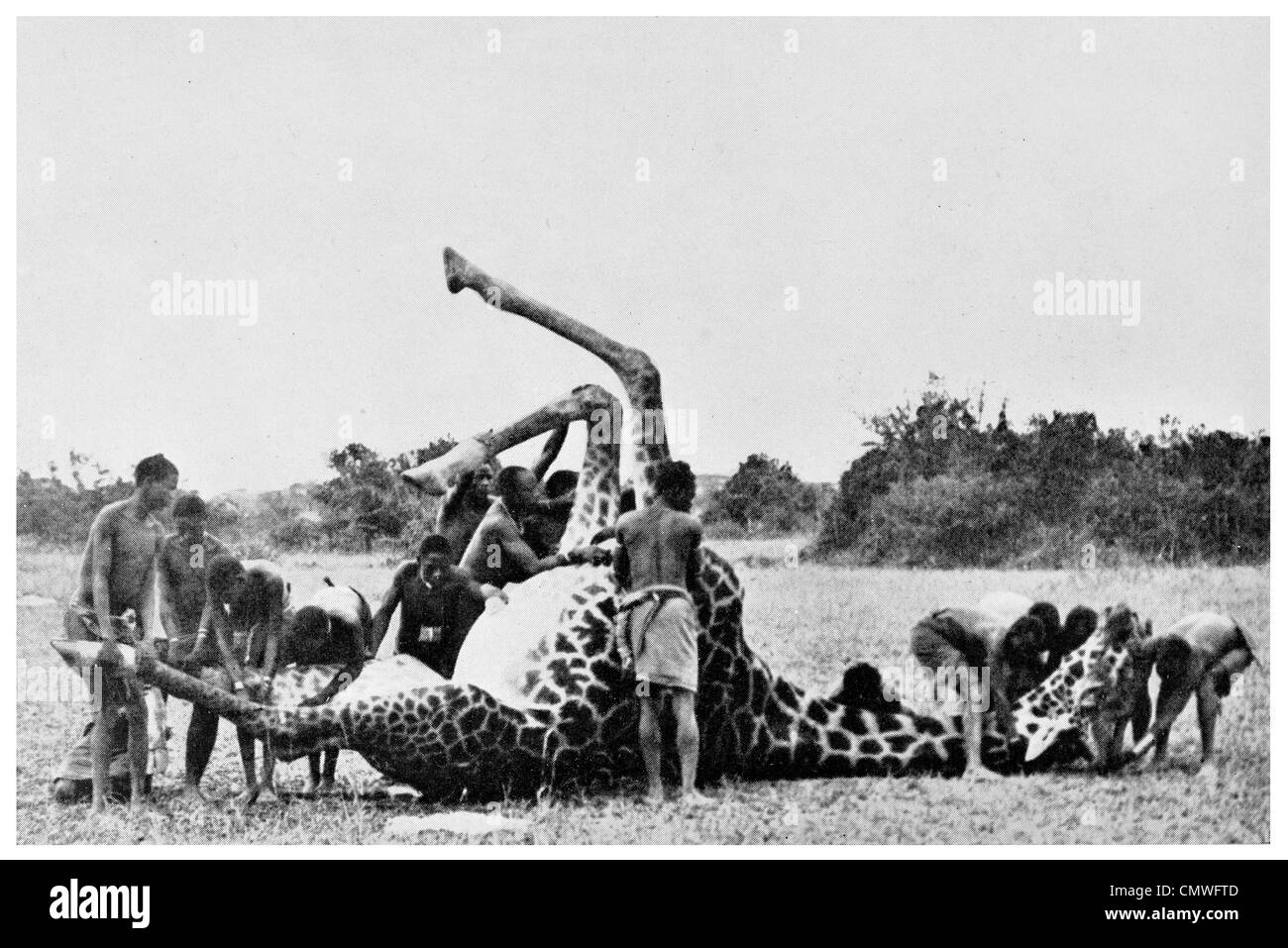 1925 éplucher un 19 pied girafe chasse chasse blood sport grand jeu cruel Giraffa camelopardalis Banque D'Images