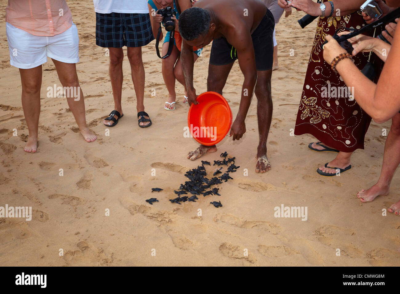 Sri Lanka - les jeunes tortues hatchery réalisé dans l'océan, Koggala beach, village près de Galle Banque D'Images