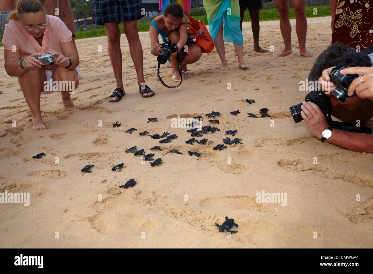 Sri Lanka - Koggala beach, village près de Galle, l'écloserie de jeunes tortues réalisé dans l'océan Banque D'Images
