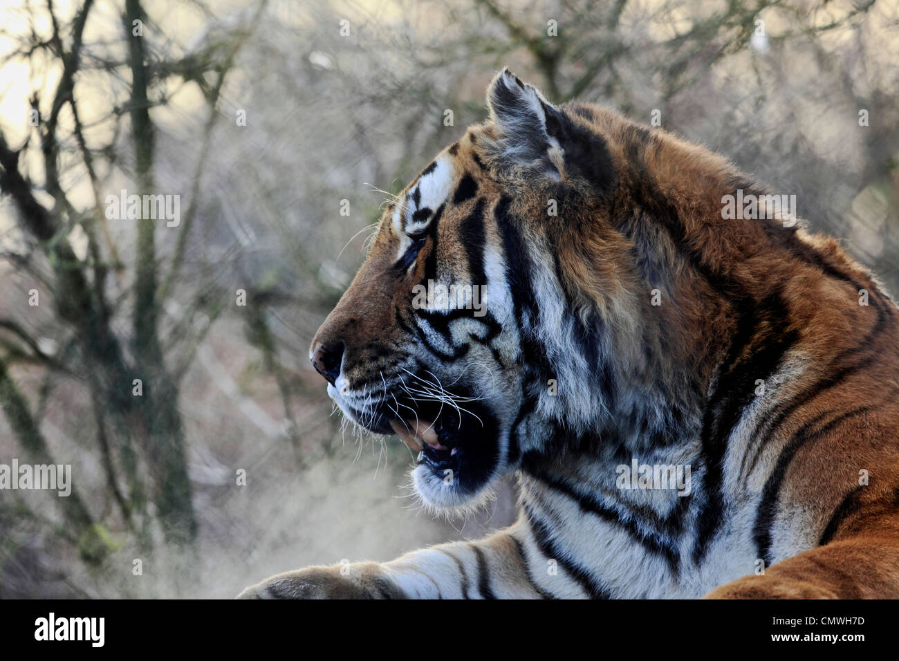 3710. Tigre du Bengale, le Parc Zoo Howletts, Kent, UK Banque D'Images