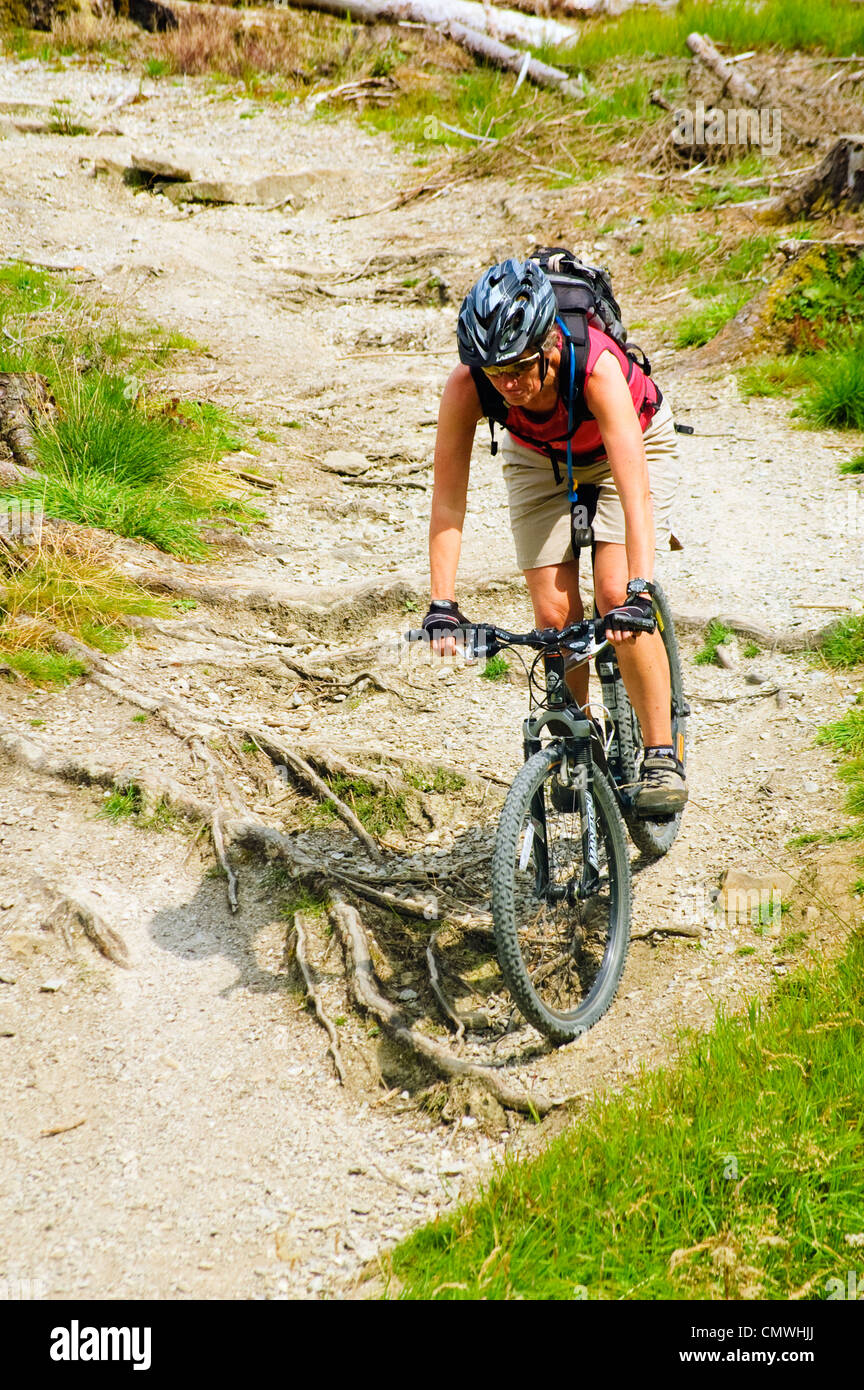 Vélo de montagne femelle en ordre décroissant sur les racines sur un sentier de randonnée à vélo dans la région de The Plough dans la forêt de Bowland, Lancashire Banque D'Images