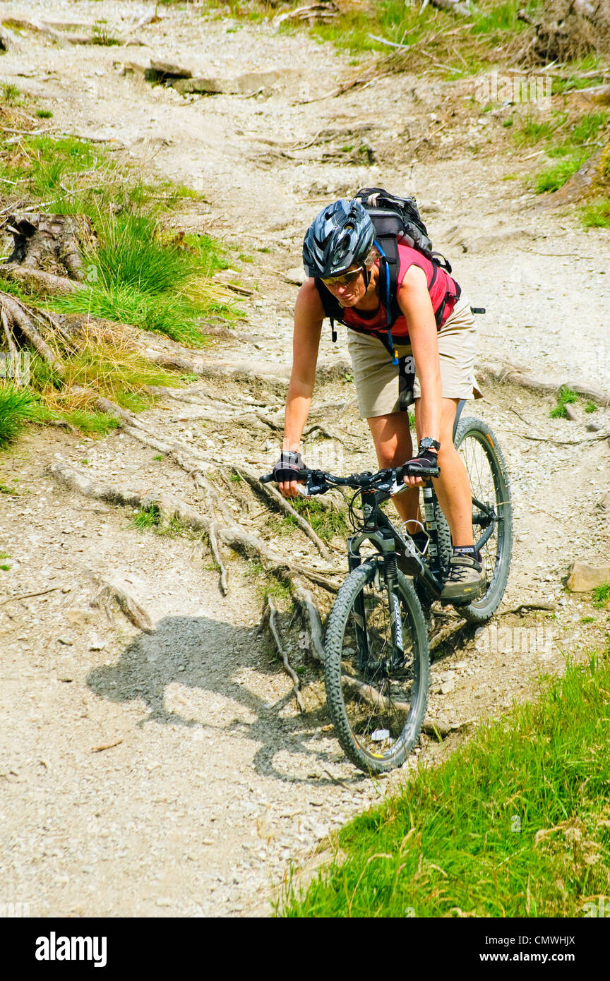 Vélo de montagne femelle en ordre décroissant sur les racines sur un sentier de randonnée à vélo dans la région de The Plough dans la forêt de Bowland, Lancashire Banque D'Images