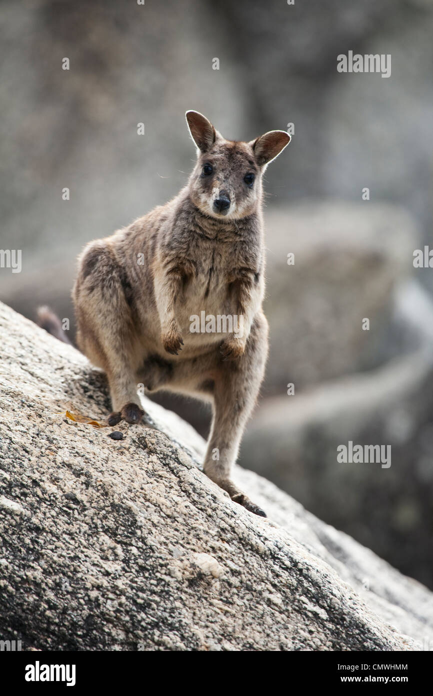 Mareeba Rock Wallaby (Petrogale mareeba). Gorges de granit, Mareeba, Atherton, Queensland, Australie Banque D'Images