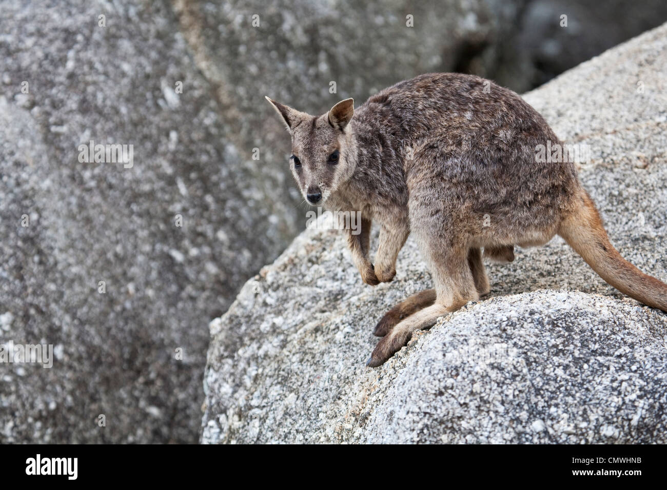 Mareeba Rock Wallaby (Petrogale mareeba). Gorges de granit, Mareeba, Atherton, Queensland, Australie Banque D'Images