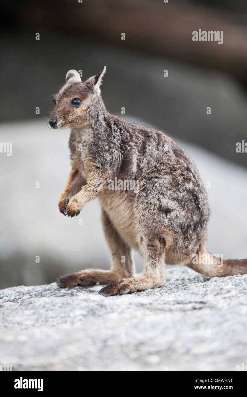 Mareeba Rock Wallaby (Petrogale mareeba). Gorges de granit, Mareeba, Atherton, Queensland, Australie Banque D'Images