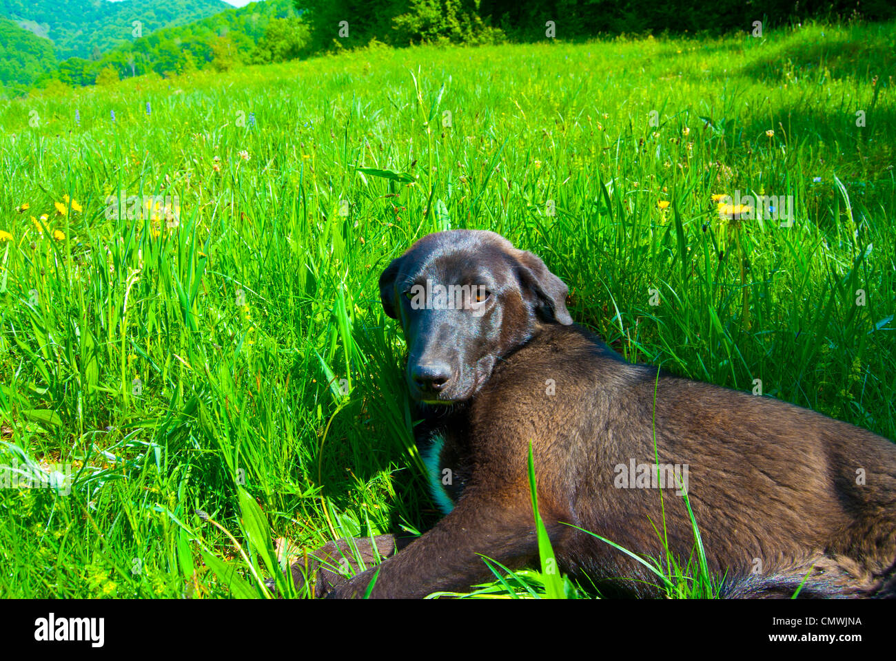 Chien reposant sur l'herbe au printemps Banque D'Images