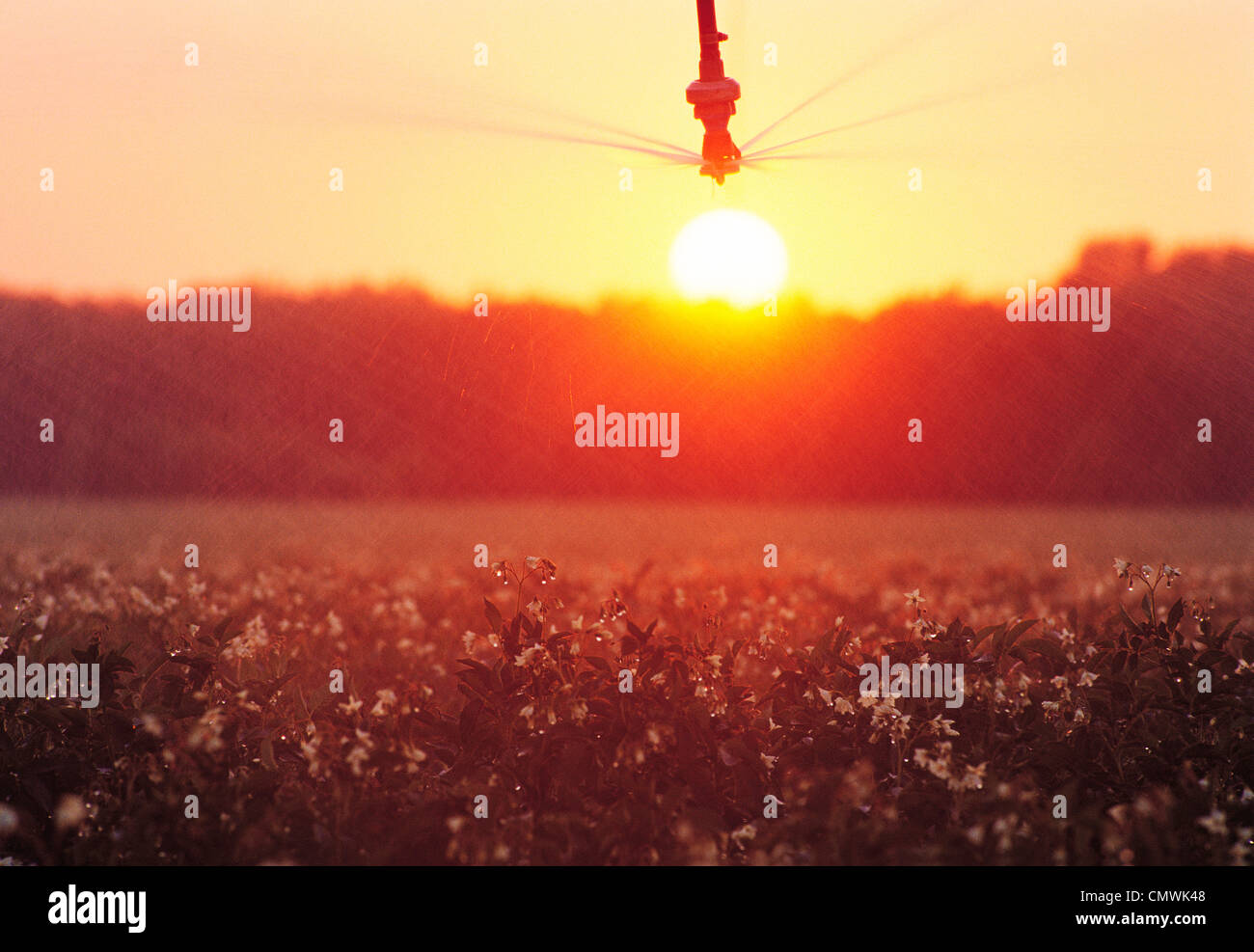 L'irrigation des pommes de terre, près de Portage la Prairie, Manitoba Banque D'Images