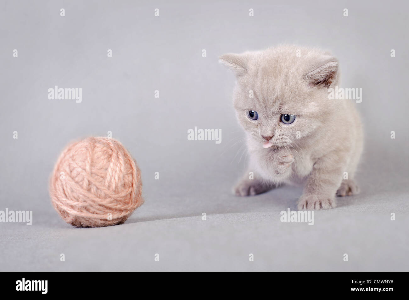 Chaton British shorthair avec balle de laine Banque D'Images