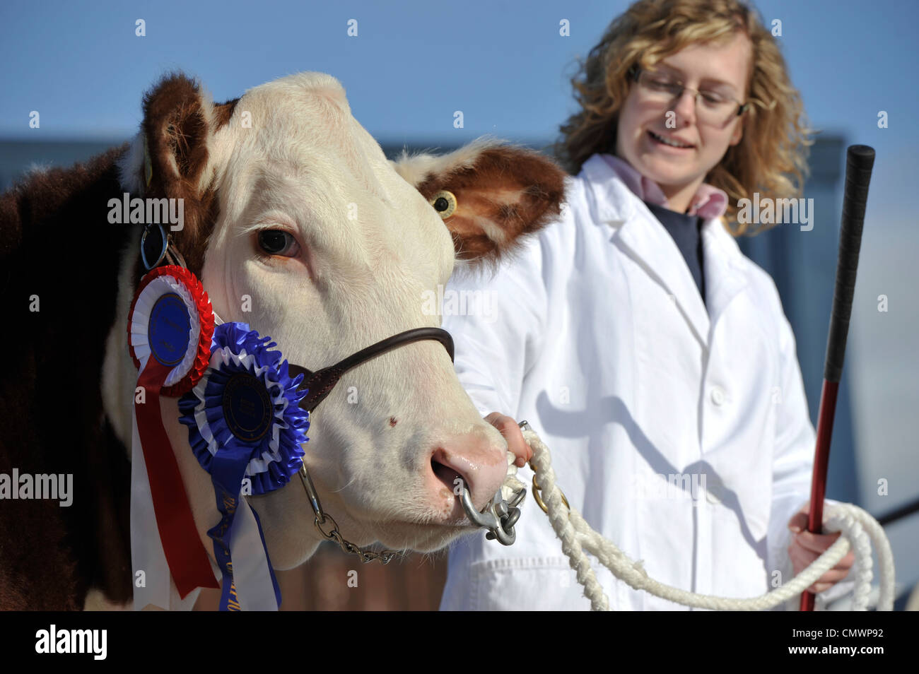 Bovins Hereford dans ring d'exposition qui aura lieu le licou. Banque D'Images