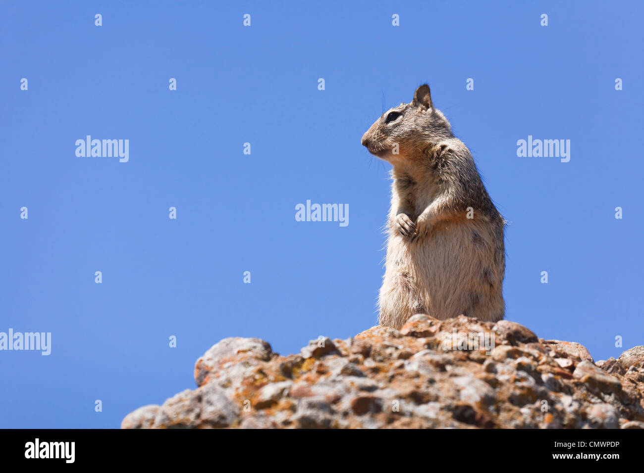 L'écureuil gris de l'Ouest à l'état sauvage contre un ciel bleu Banque D'Images