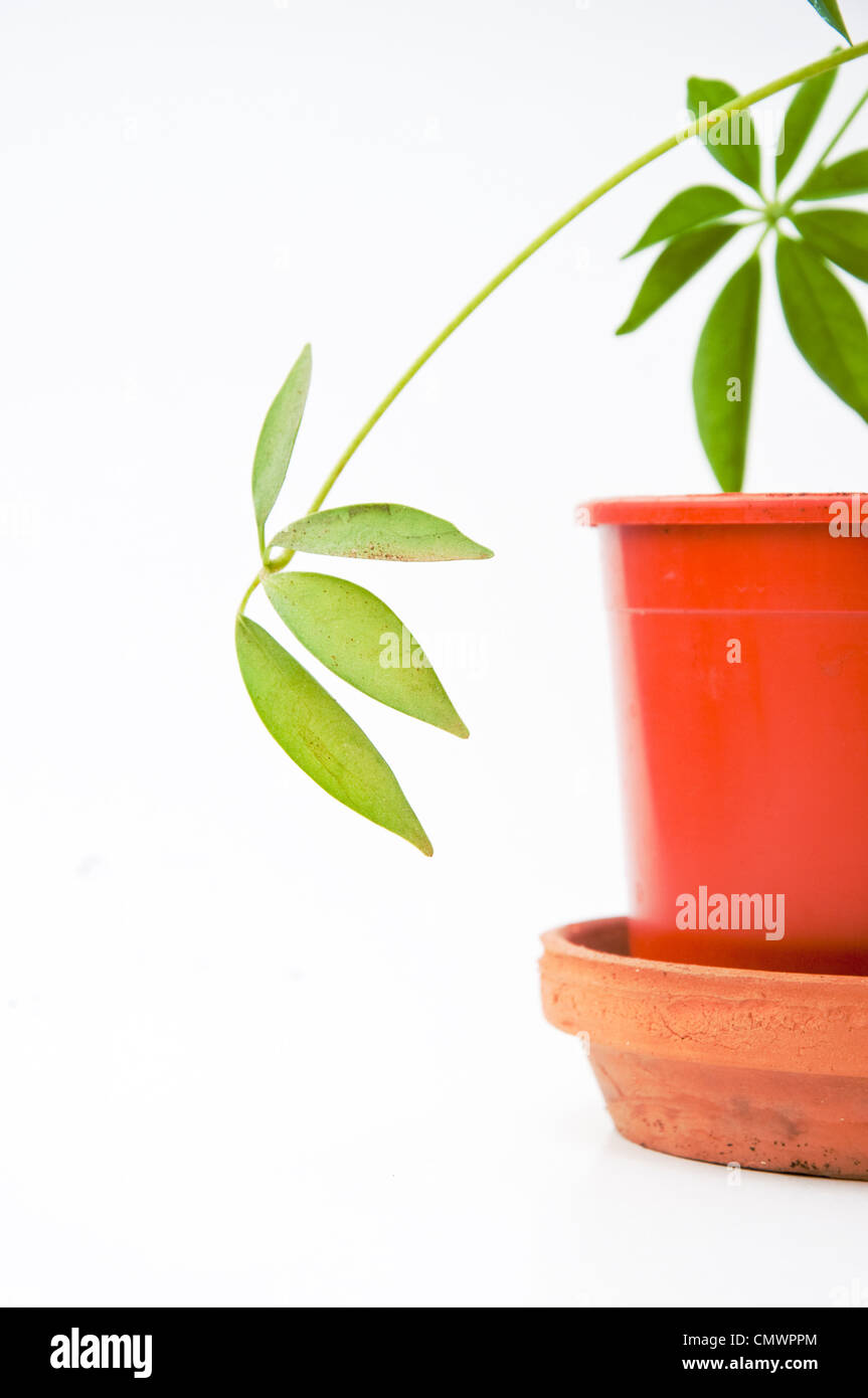 Belle plante verte dans un petit pot en plastique Banque D'Images