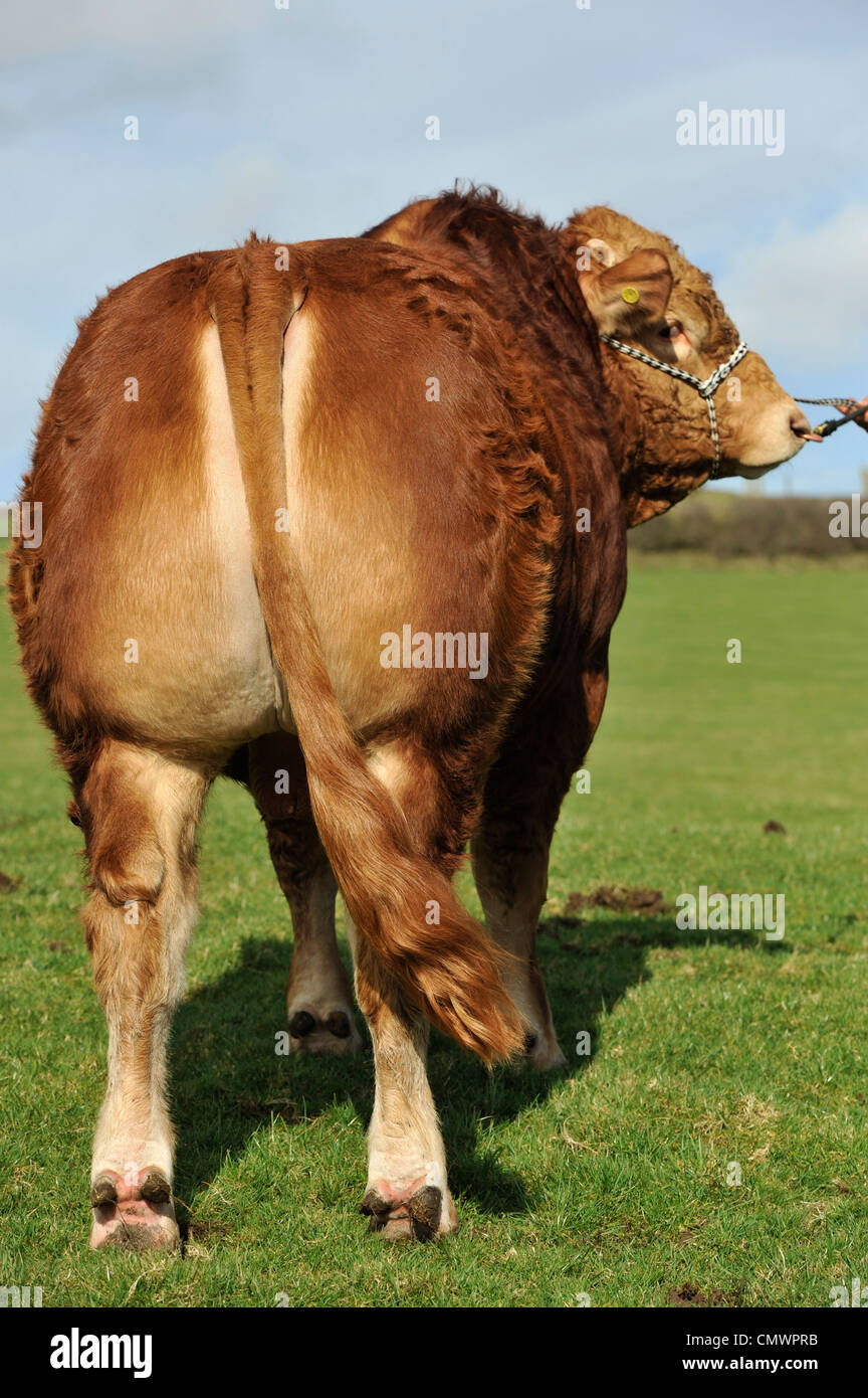 L'extrémité arrière du Limousin bull standing in field. Banque D'Images