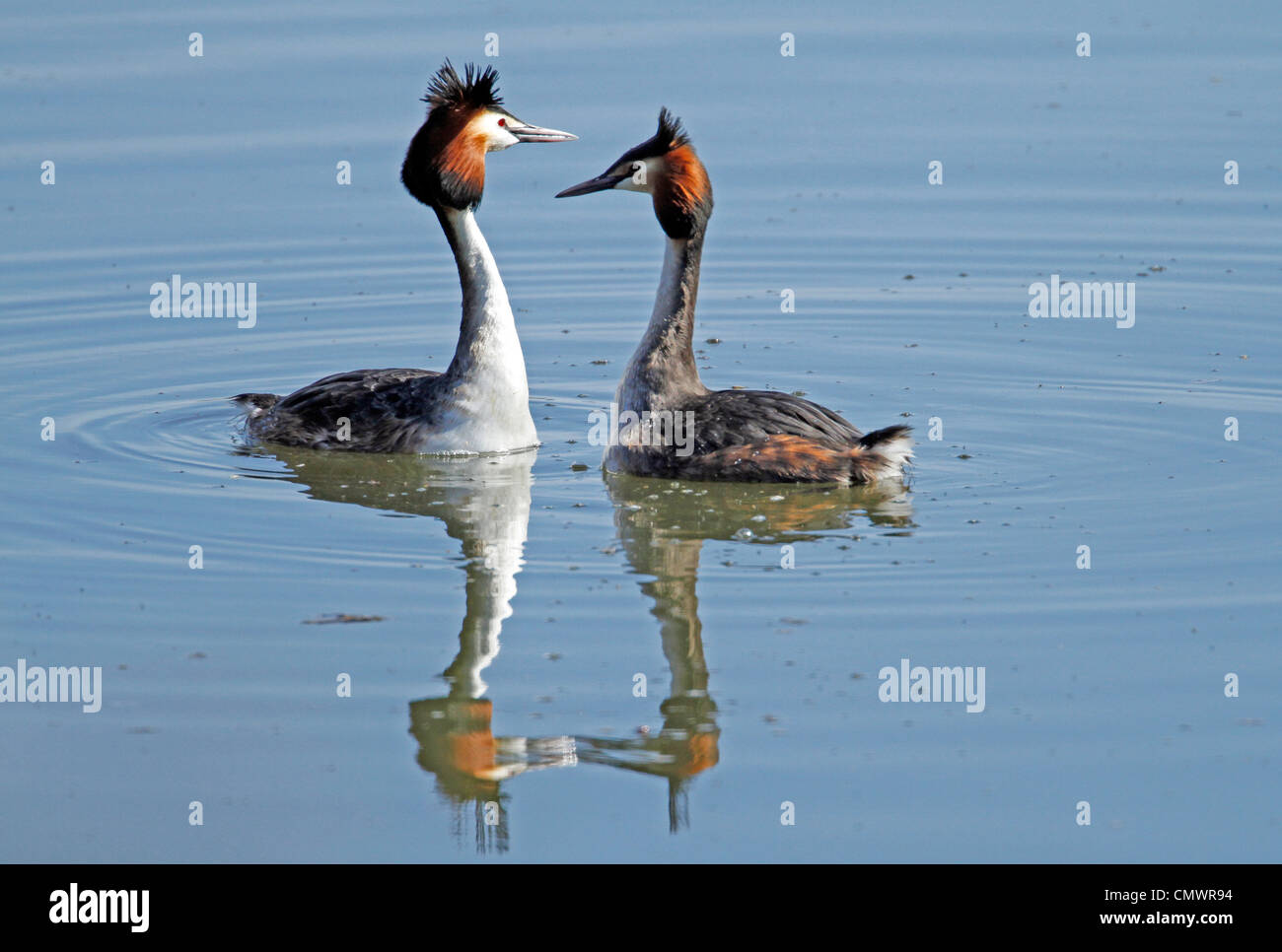 Grèbe huppé (Podiceps cristatus) Banque D'Images
