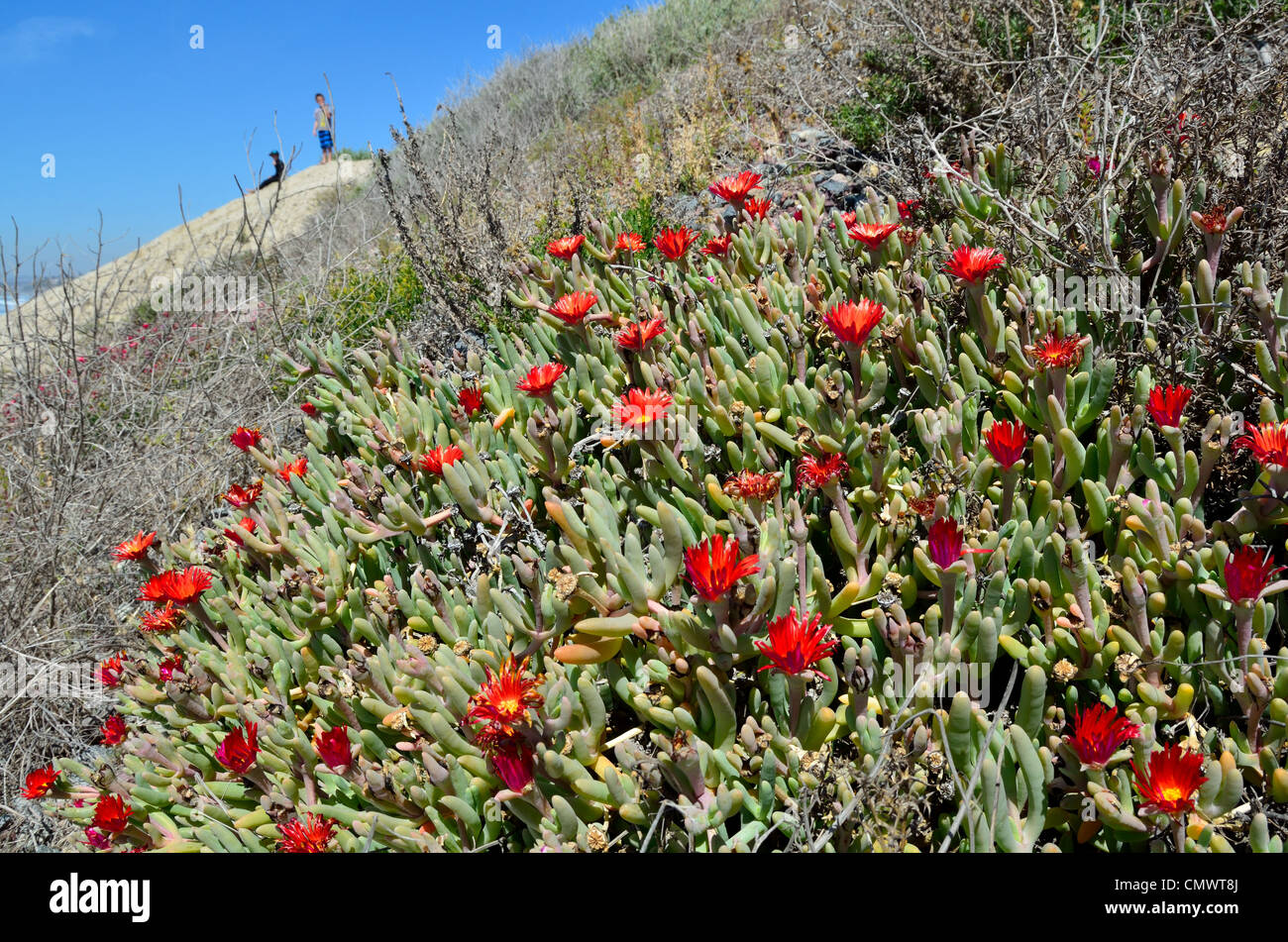 Fleurs sauvages le long de la côte de Californie. USA. Banque D'Images