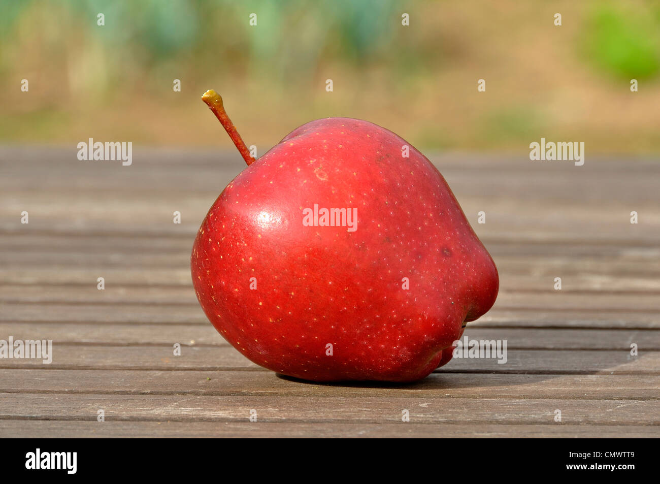 Starkinson, Apple sur la table de jardin (Malus domestica). Banque D'Images