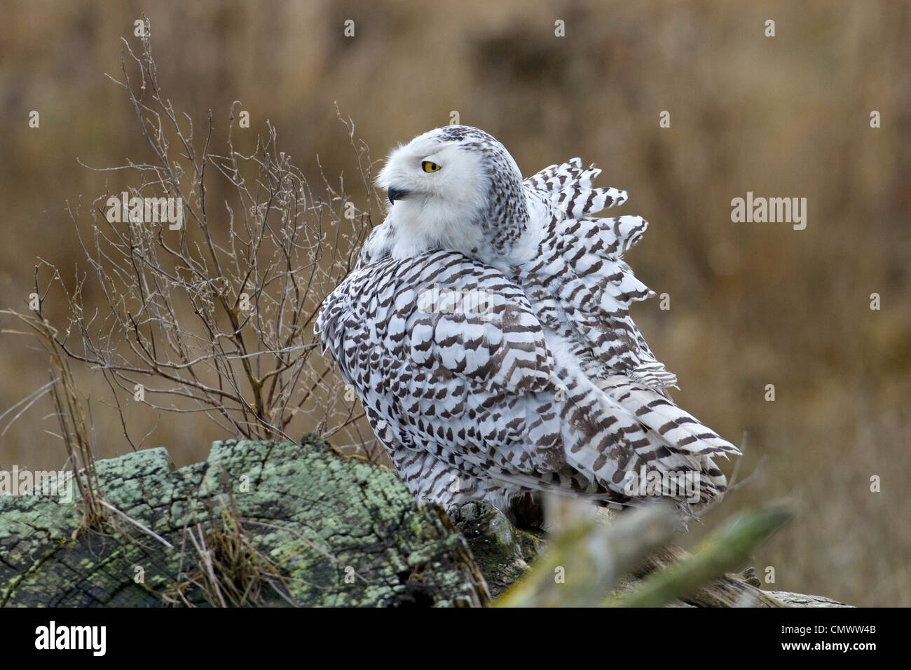 Le harfang des neiges (Bubo scandiacus) reposant sur un rocher à Boundary Bay, Tsawwassen, Vancouver, C.-B. en Mars Banque D'Images