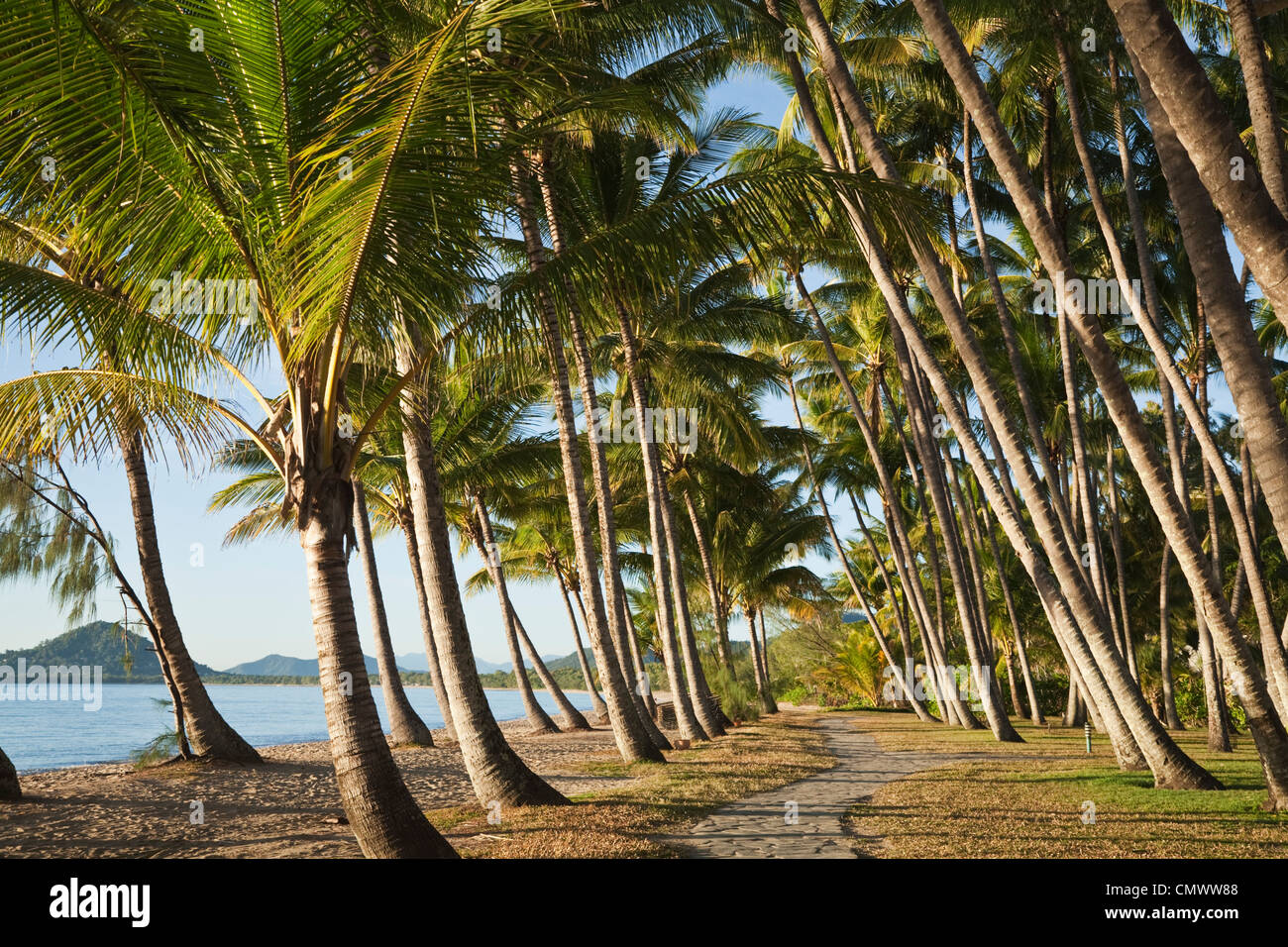 Des cocotiers au bord de la plage de Palm Cove, Cairns, Queensland, Australie Banque D'Images