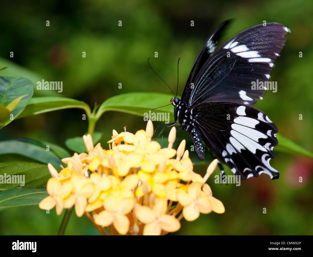 Un beau papillon sur la fleur jaune Banque D'Images