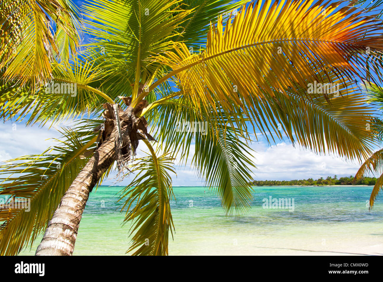 On tropical beach Palm de la mer des caraïbes, le paradis Banque D'Images