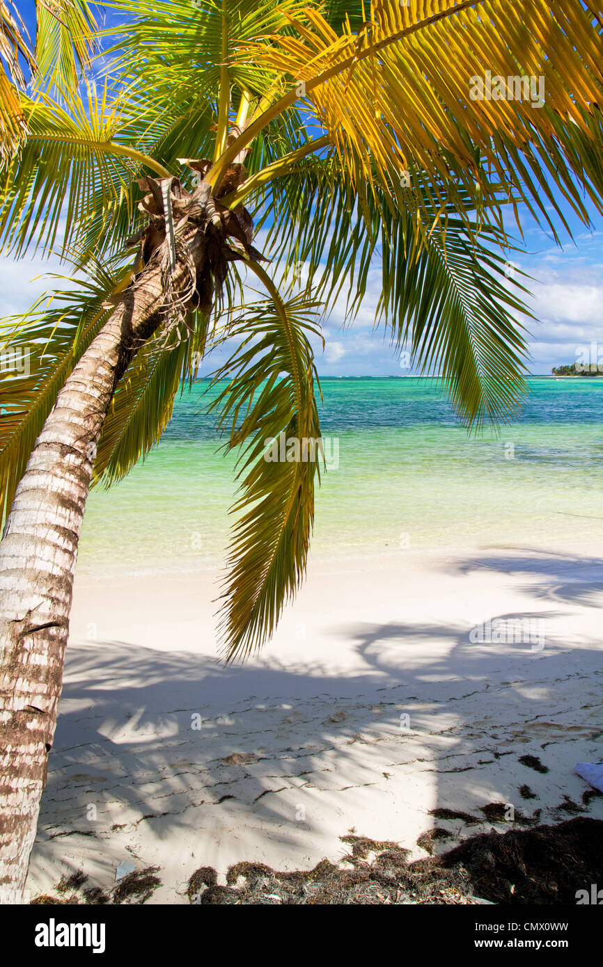 On tropical beach Palm de la mer des Caraïbes Banque D'Images