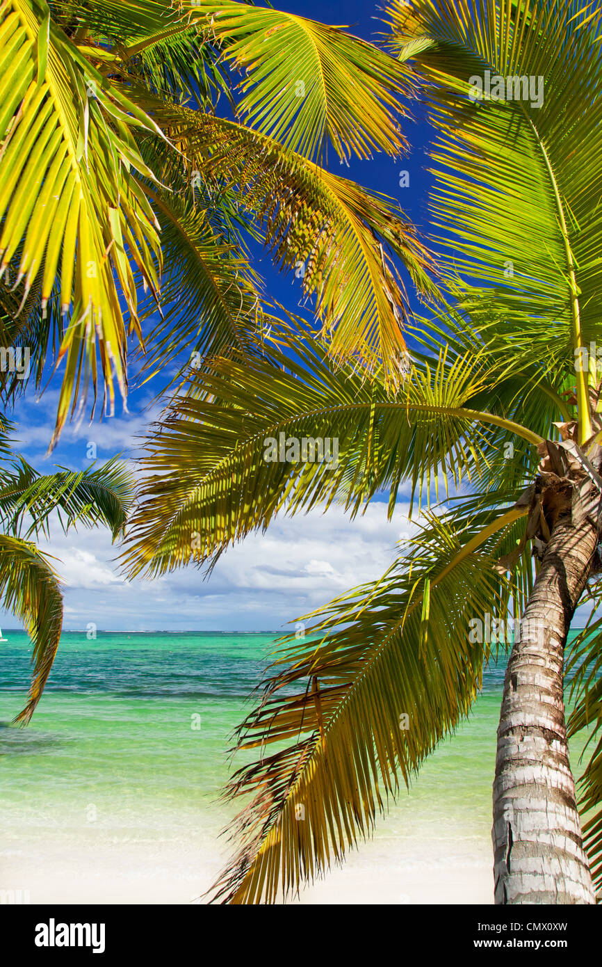 Plage de Palm sur la mer des Caraïbes Banque D'Images