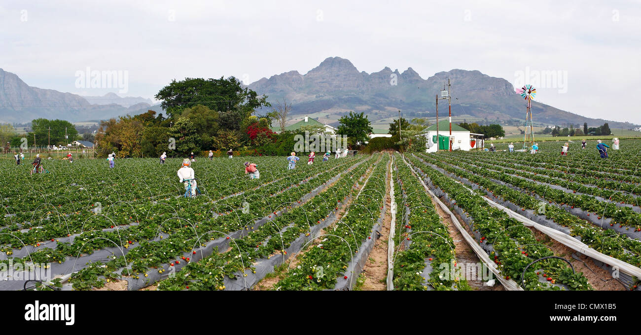 Panorama d'un cousu strawberry farm près de Stellenbosch, Afrique du Sud Banque D'Images